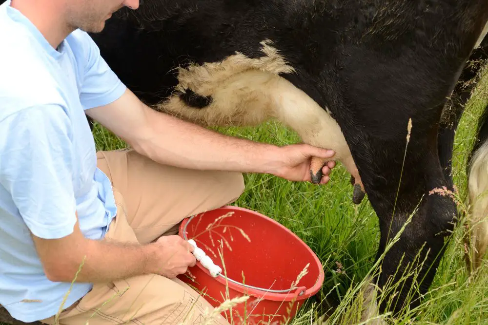 How To Hand Milk A Cow 5 Easy Steps To Milking Your Own Cow By Hand