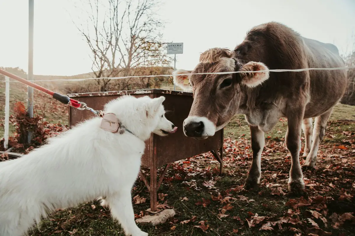 Are Cows Smarter Than Dogs? Facts About Both