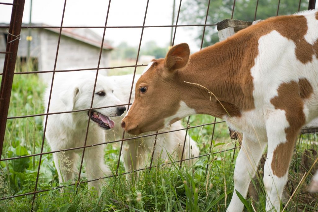white dog and dairy cow with fence