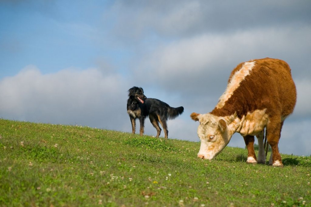 black dog and brown cow