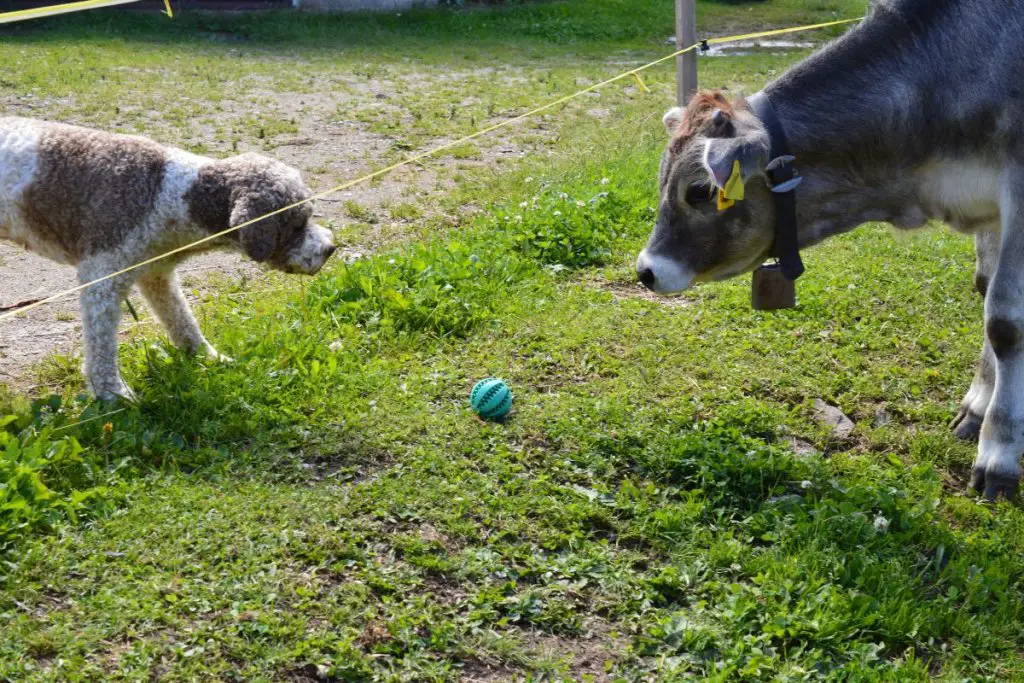 dog and cow playing ball