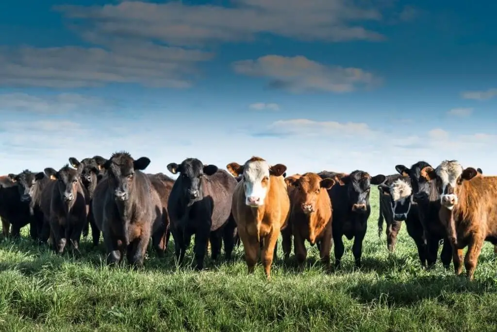 10 Docile Beef Cattle Breeds Great Options For A Beginner
