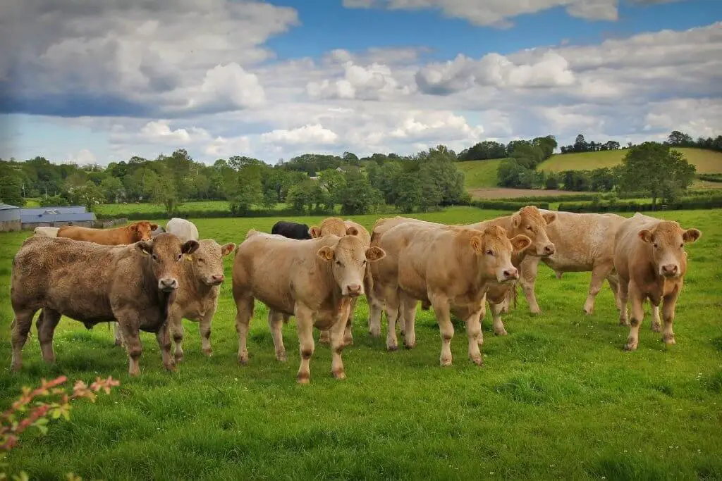 Charolais cattle on farm