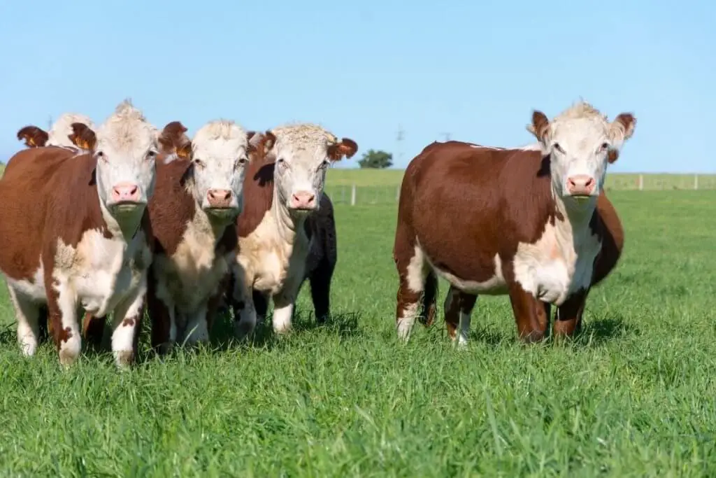 Hereford cattle on farm