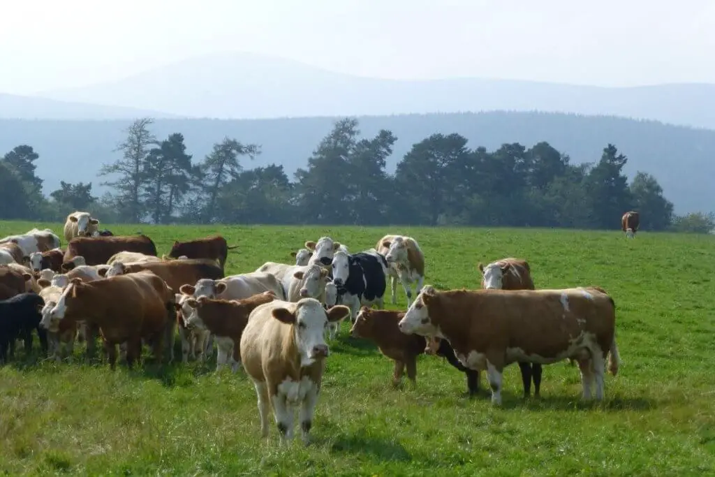 Simmental cattle on farm