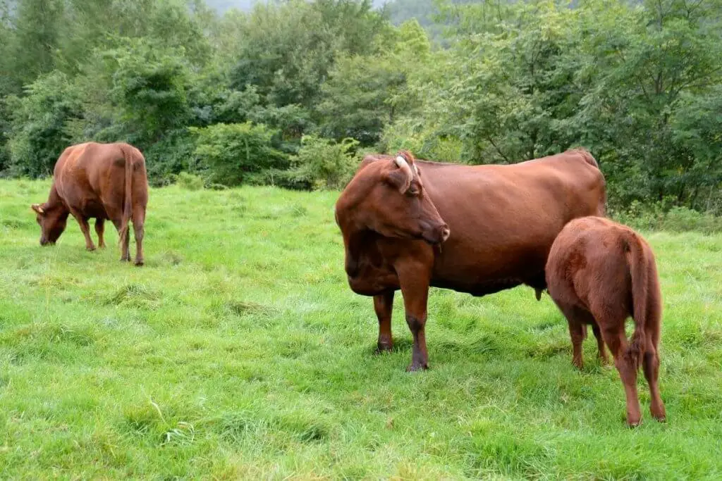 Shorthorn cattle on farm