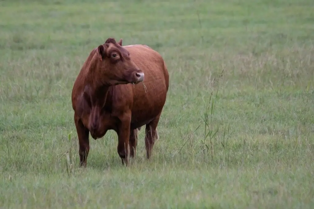 Gelbvieh cattle on farm