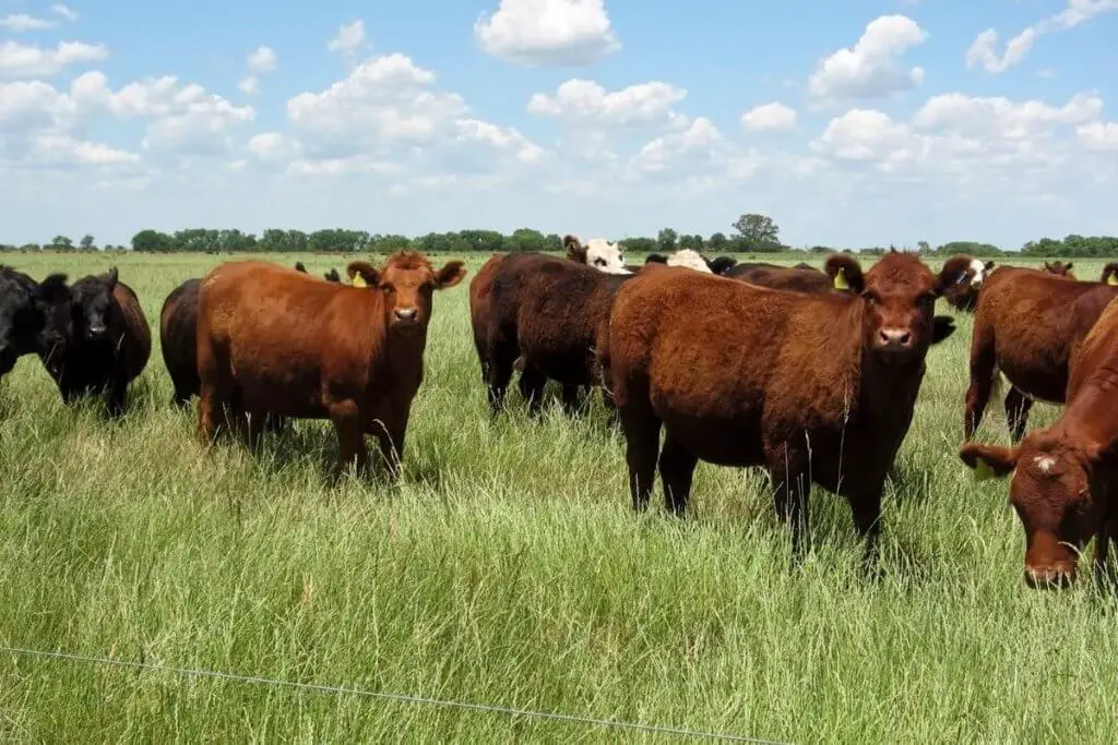 Devon cattle on farm