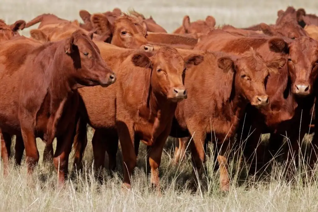 Angus cattle on farm