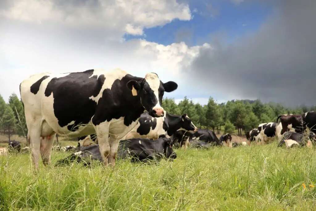 Holstein cattle on farm