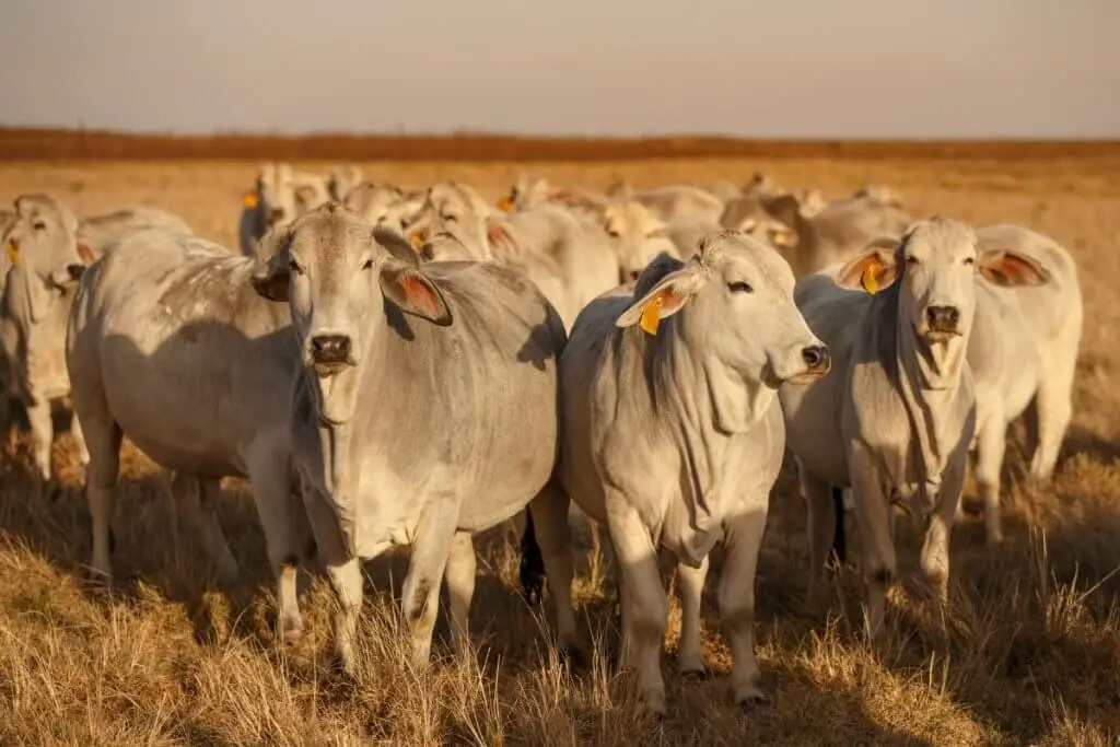 Brahman cattle on farm