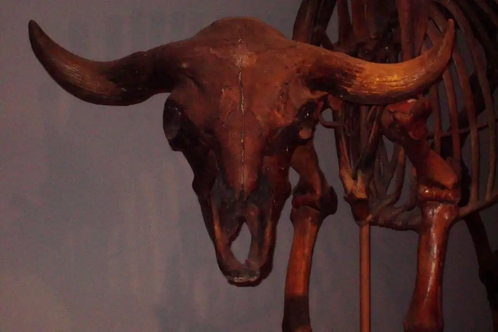 bull-anatomy-101