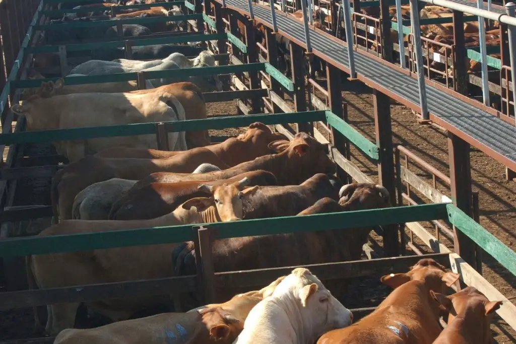 Cattle Auction Prices: How Much And How Often Does It Fluctuate?