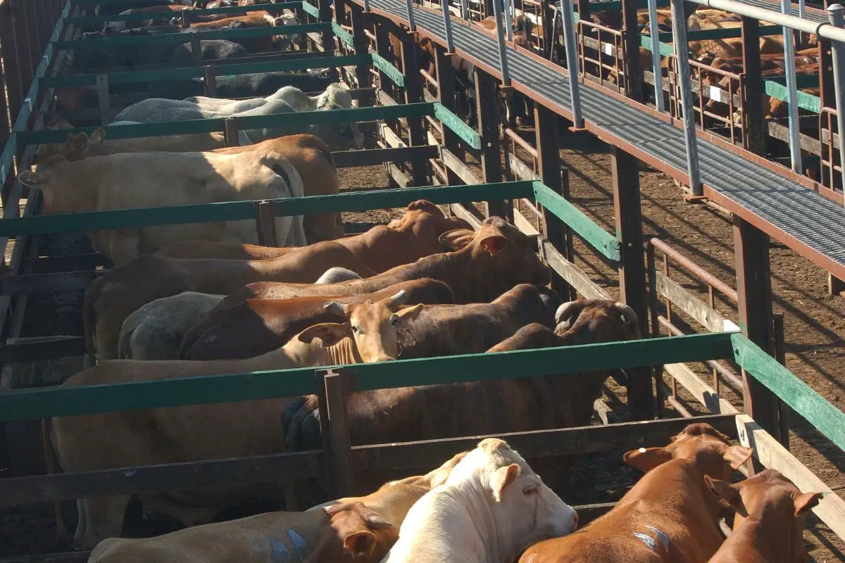 cattle auction