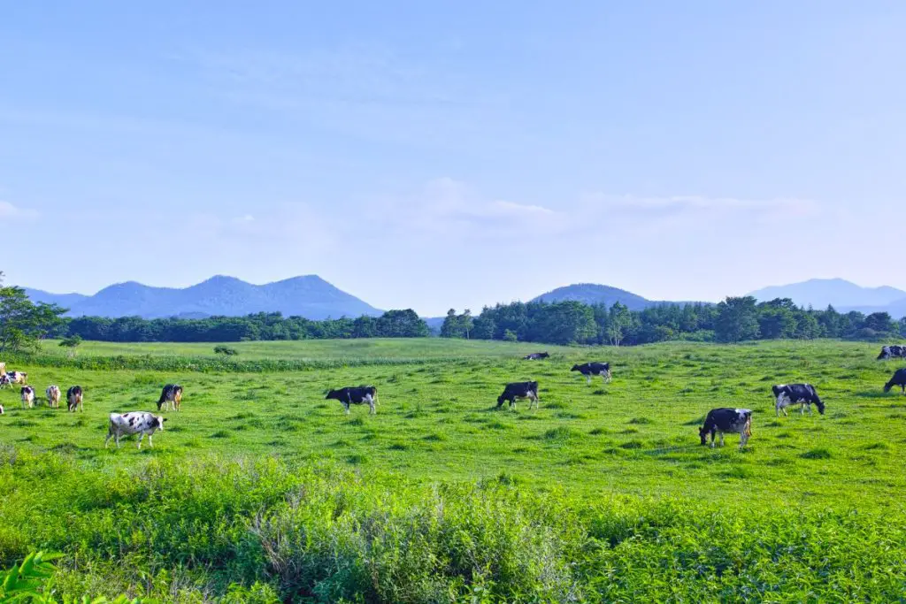 cattle on farm