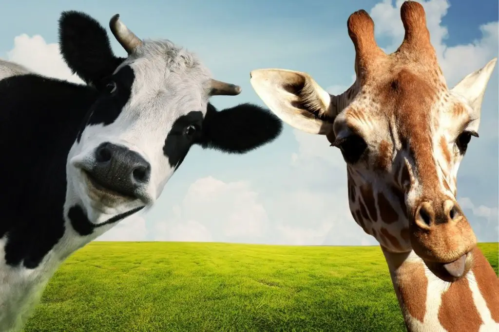 cow and giraffe