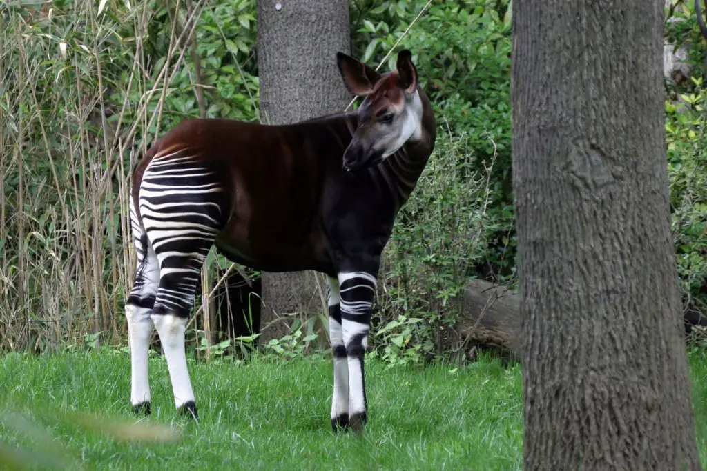 An okapi