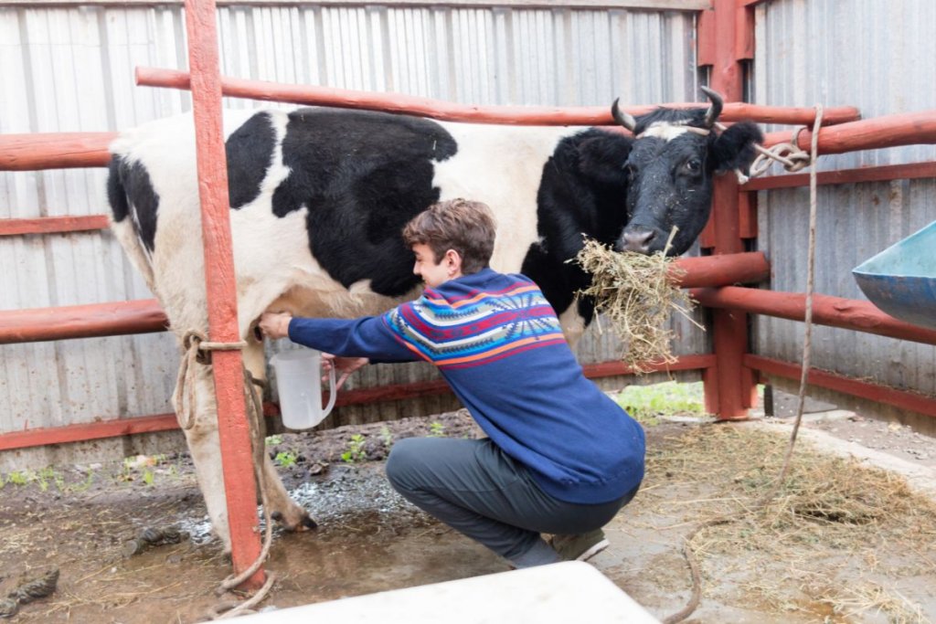 young man milking cow