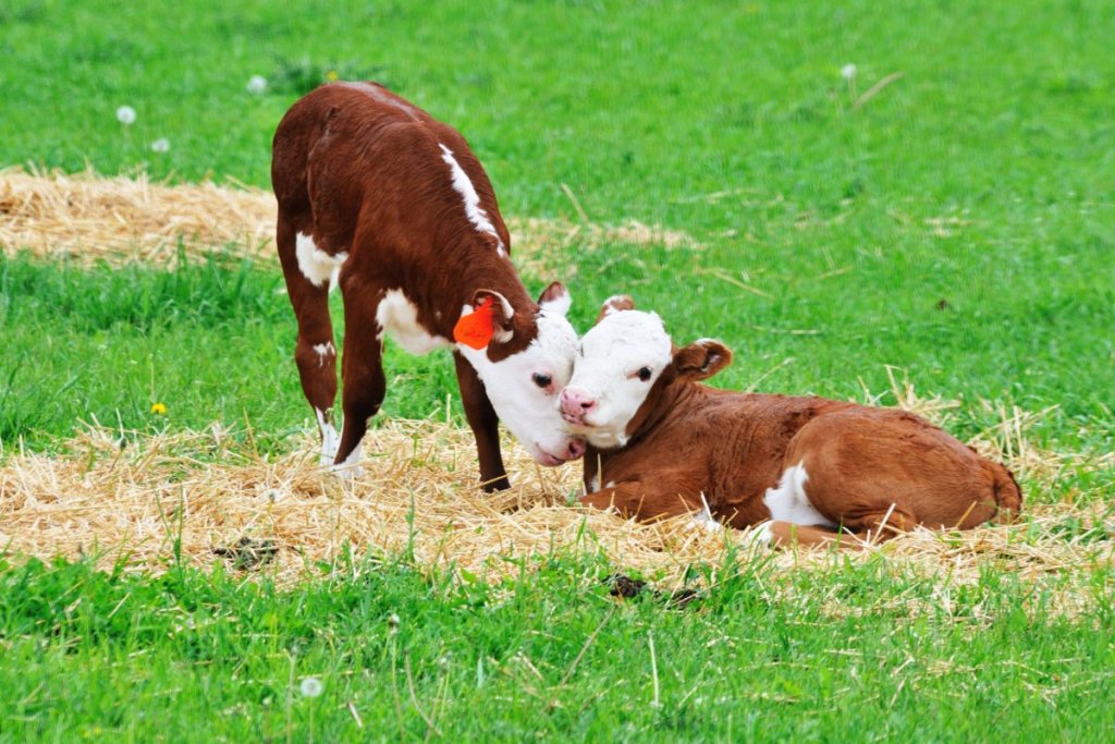 2 young calves in field