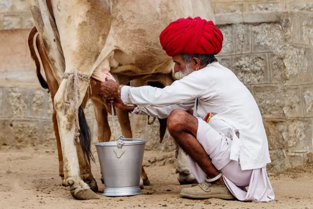 old man milking cow