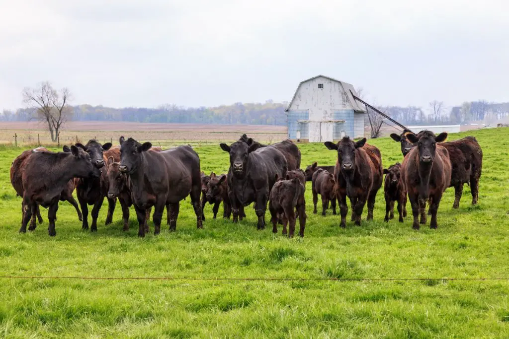 old and young cattle on green field