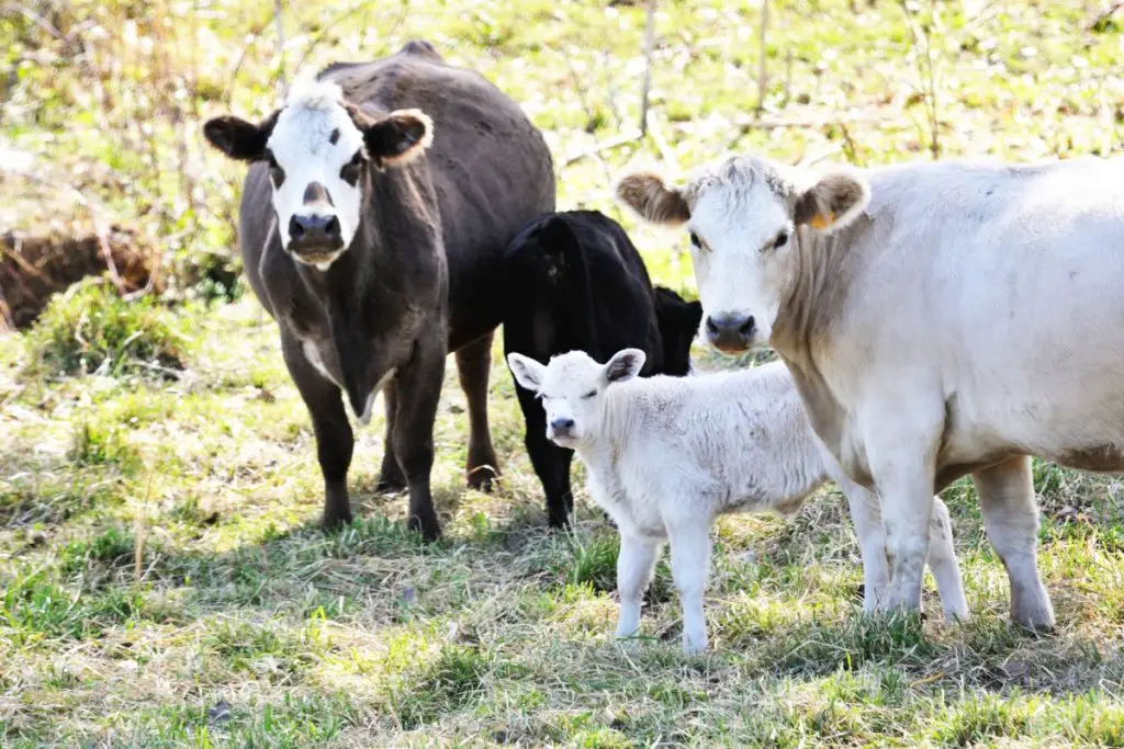 cows on farm