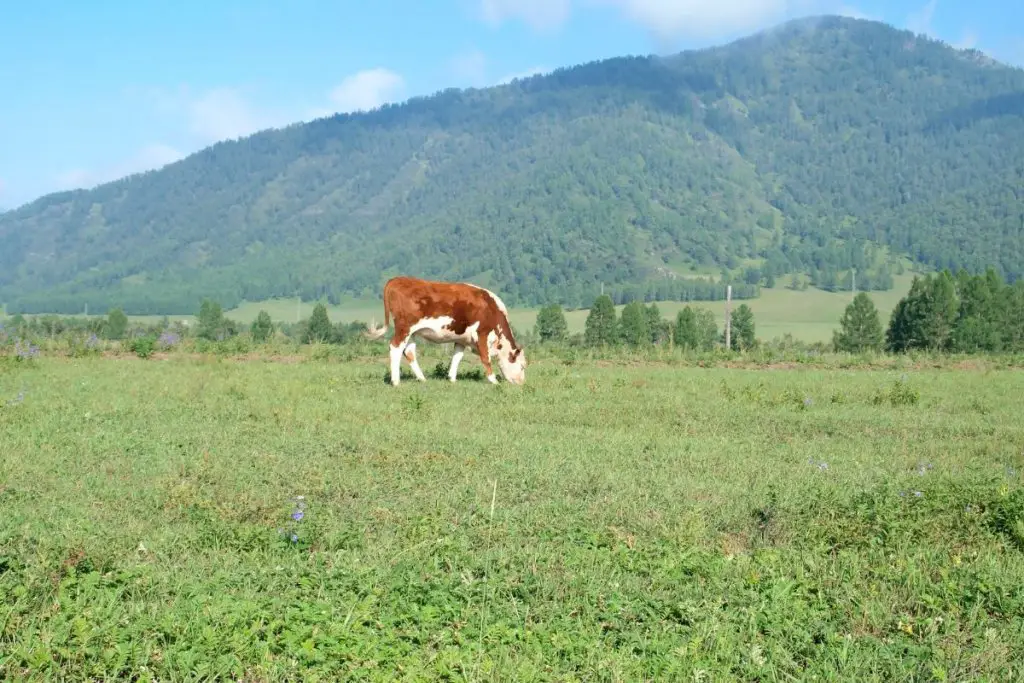 single cow on farm