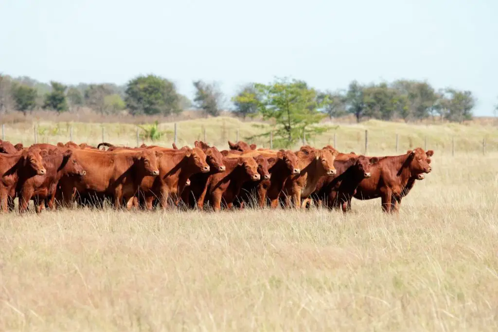 Group of angus cattle