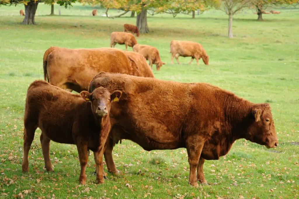 Red Devon cattle eating