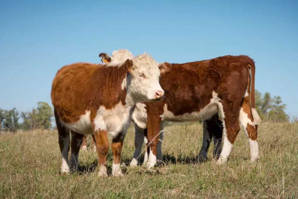 2 hereford cows