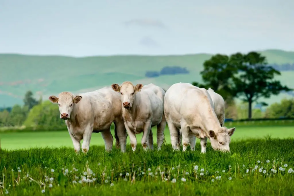 3 Charolais cattle on pasture
