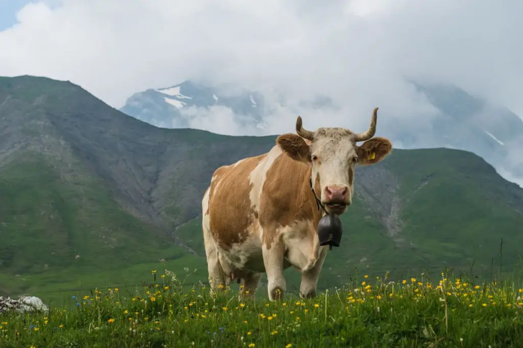 1 single Simmental cow