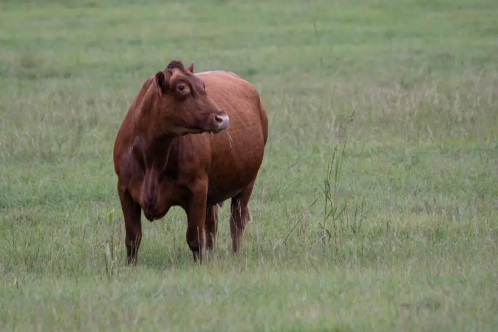 One single Gelbvieh cow