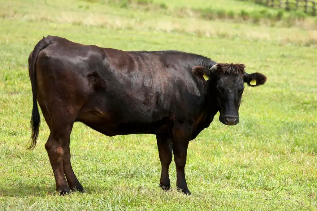 One lone Wagyu cow