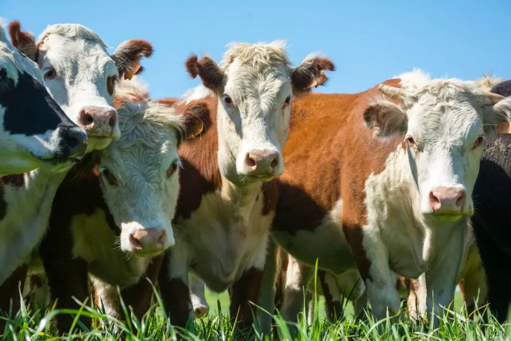 Friendly hereford cattle