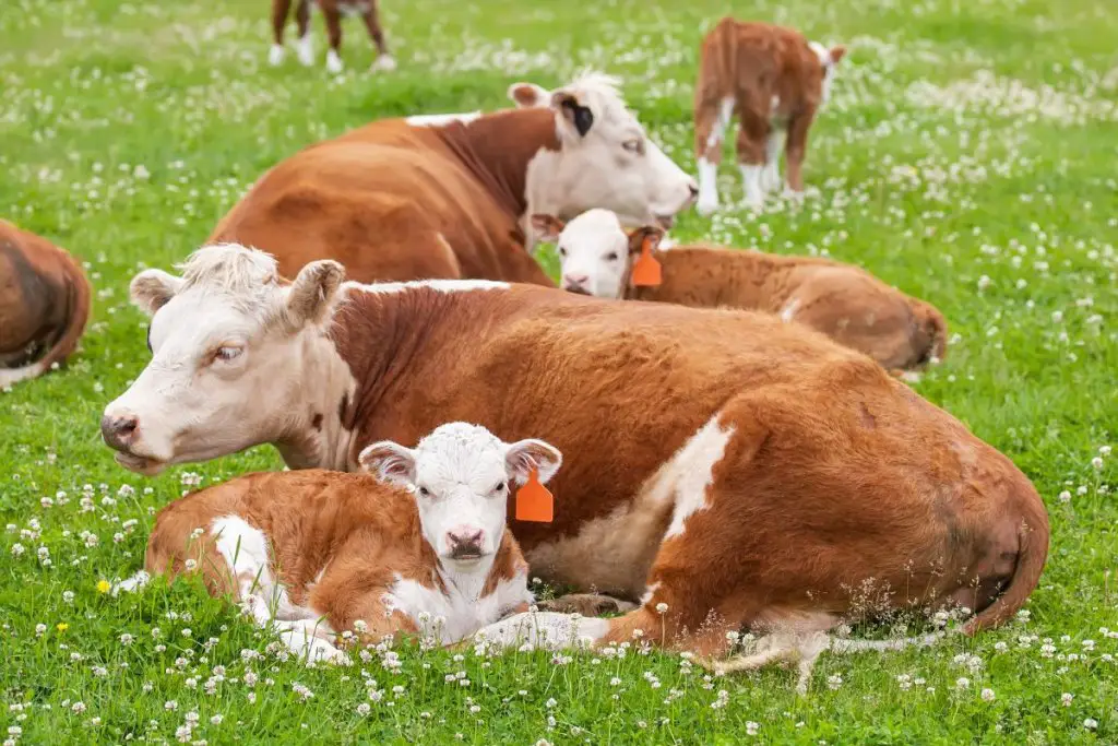 Hereford cattle sitting down