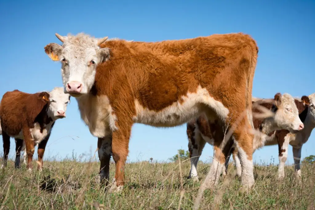 Hereford cattle with eye cancer