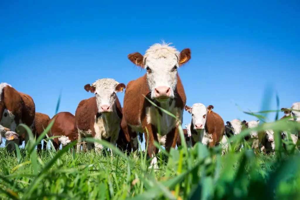 Group of hereford cattle