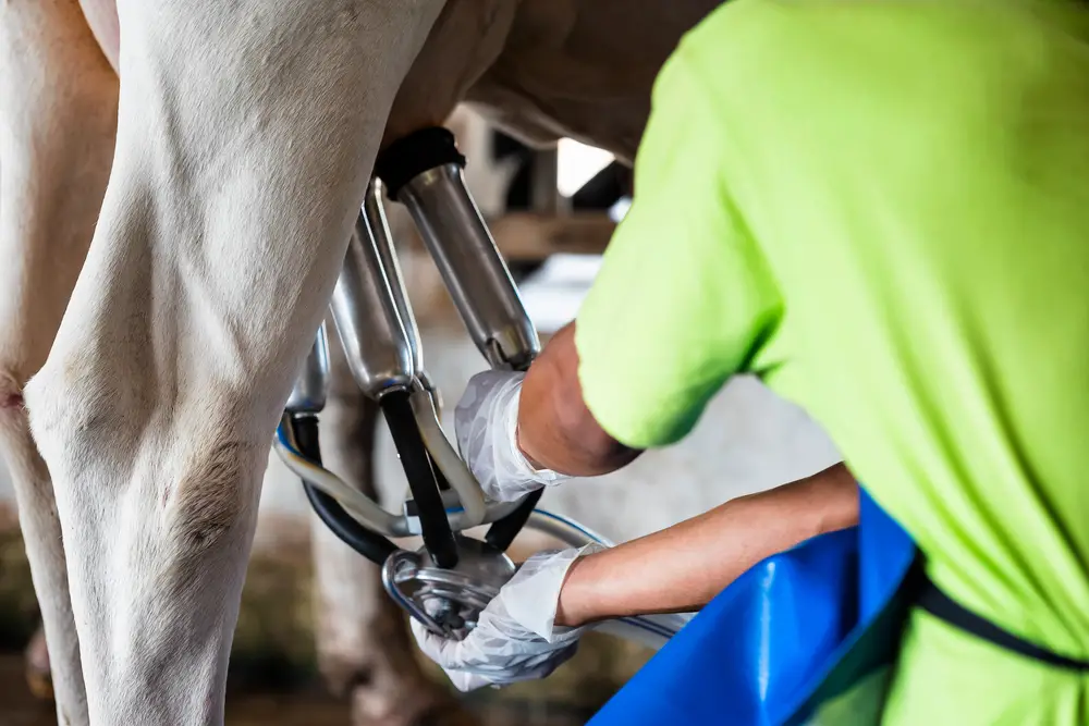 man with milking machine