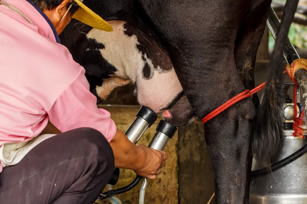 farmer with milking machine