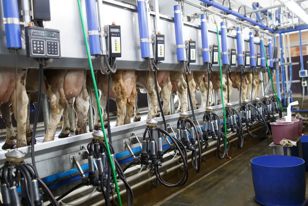 milking machines in row