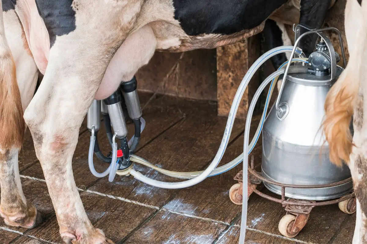 buying-a-milking-machine-for-cows-6-things-to-know-first