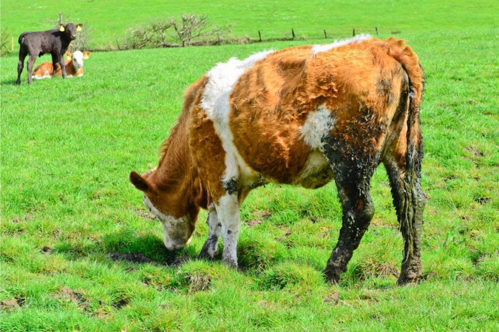 a cow having diarrhoea