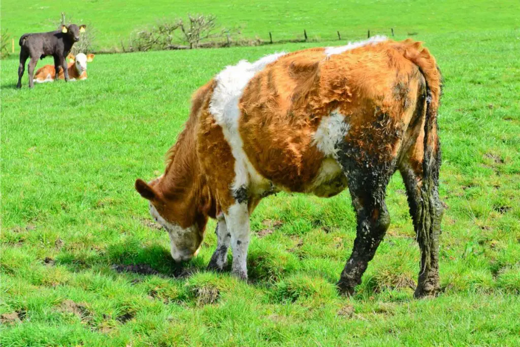 5 Common Cow Diseases What To Watch For