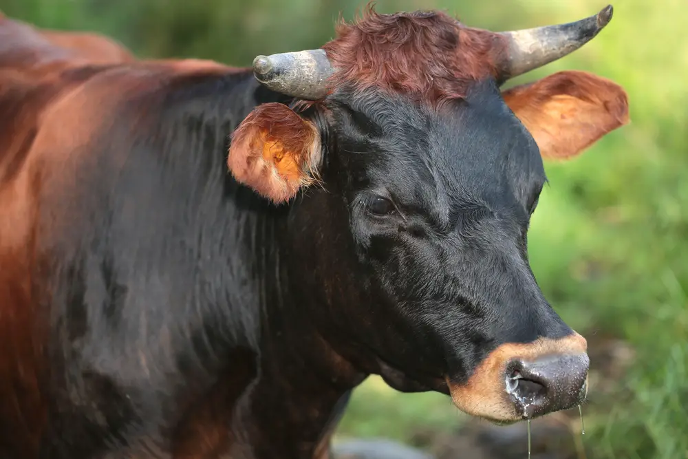 a cow with respiratory disease