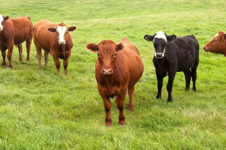 5 Common Cow Diseases: What To Watch For