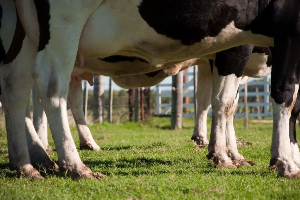 Cows with foot rot