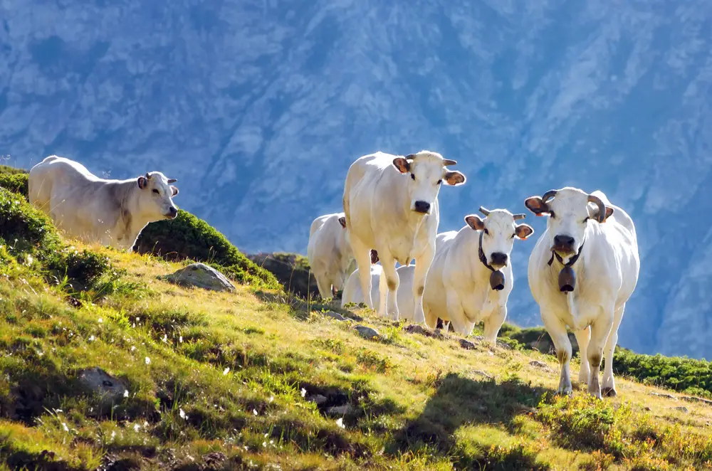 Piedmontese Cattle in the Italian alps