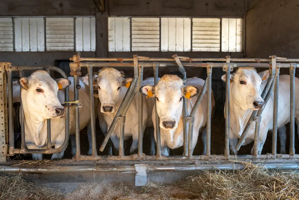 Piedmontese Cattle in the stable