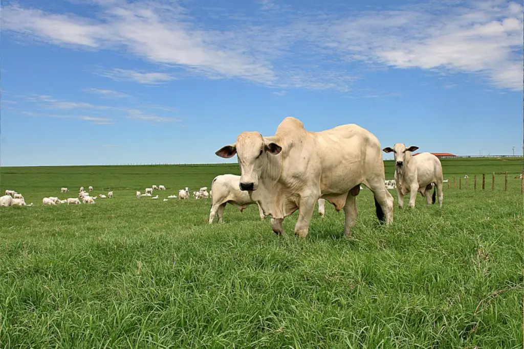 large herd of zebu cattle on pasture